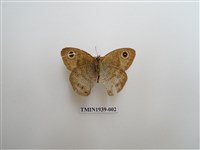 藏品(白漪波眼蝶)的圖片